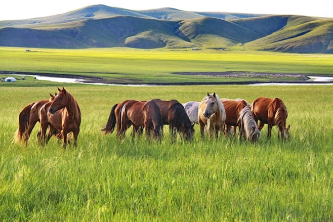 Penicillin Sodium for horses Penicillin Sodium for horses